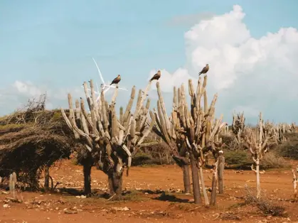 curacao activities jeep west tour